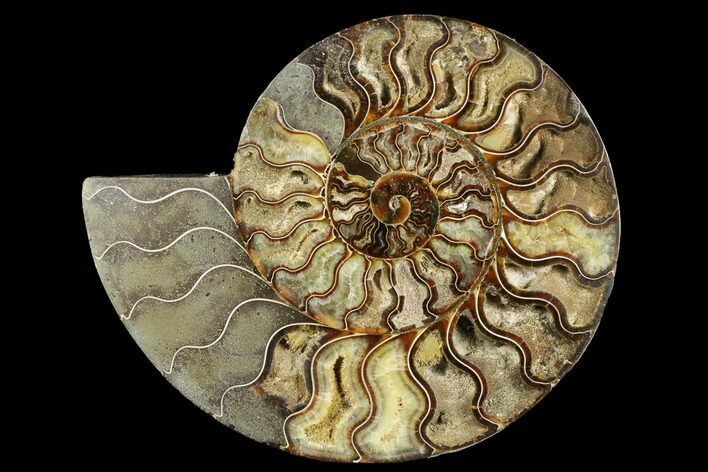 Cut & Polished Ammonite Fossil (Half) - Crystal Filled #184250